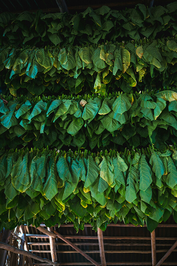 Precision in Green Leaf Threshing – Inside the GLT Process
